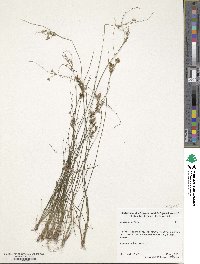 Juncus tenuis image