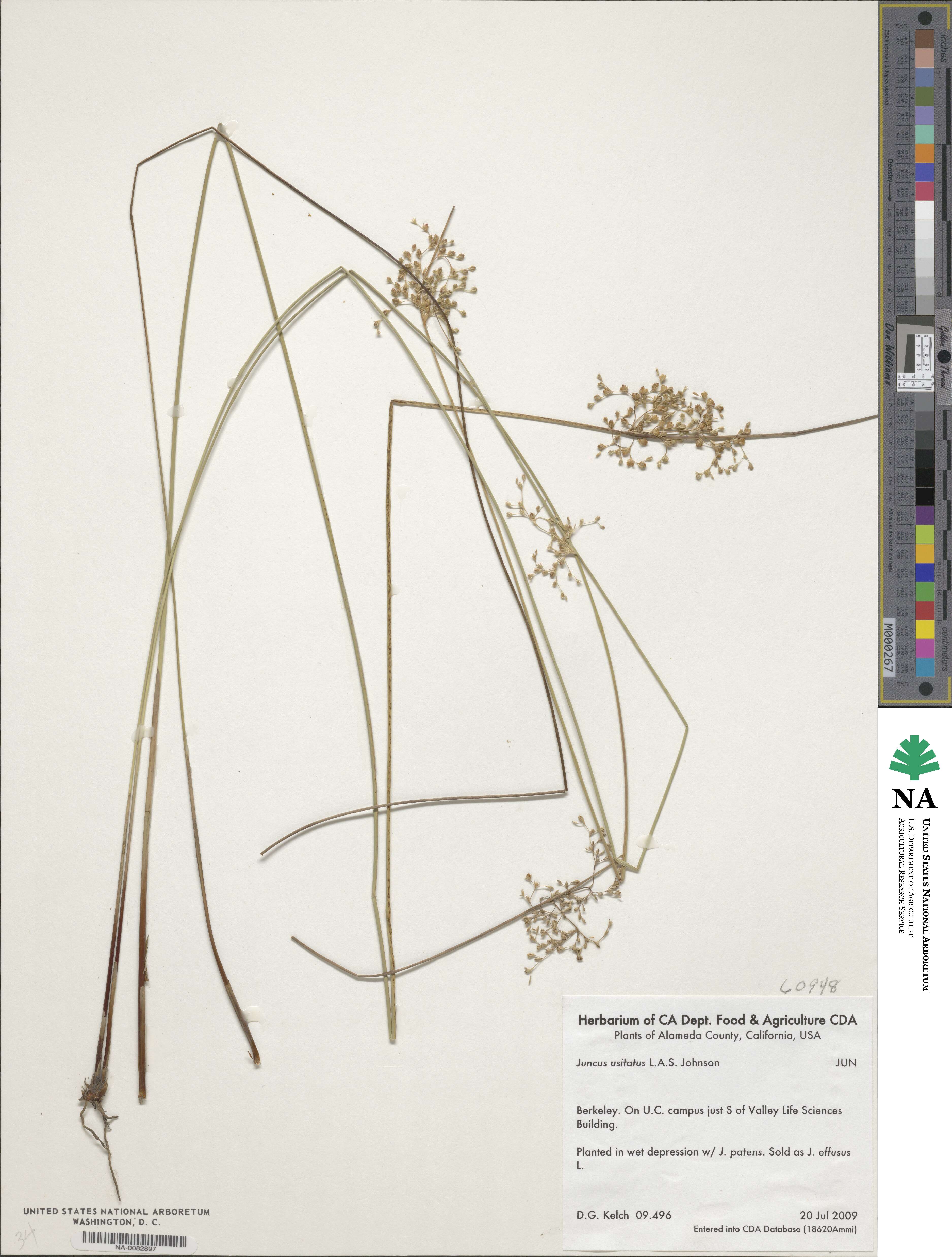 Juncus usitatus image