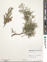 Juniperus chinensis image