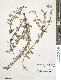 Mecardonia acuminata image