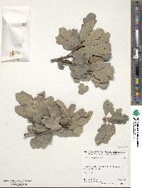 Quercus douglasii image