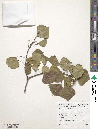 Triadica sebifera image