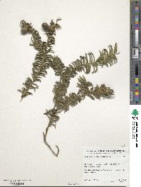 Torreya nucifera image