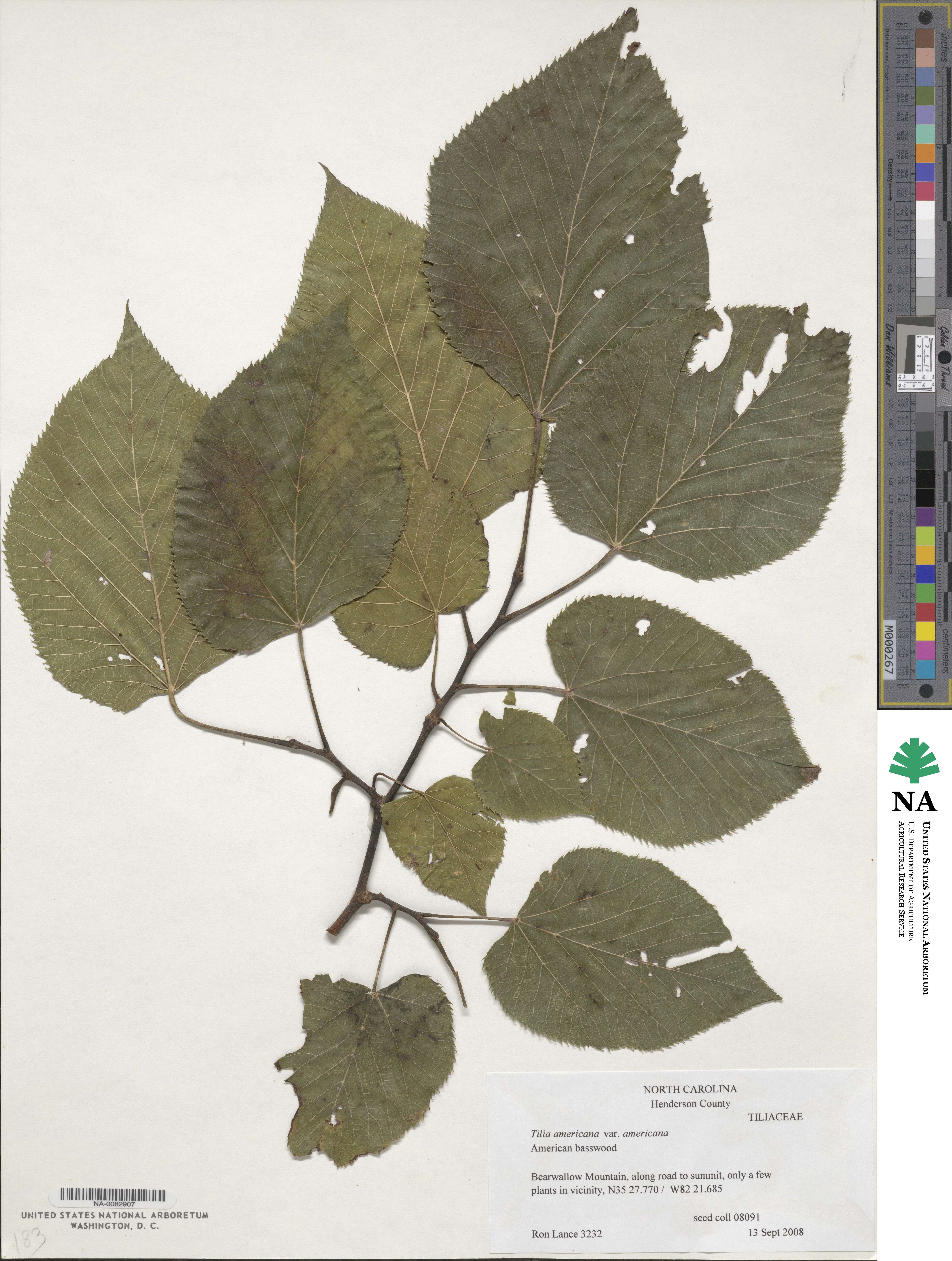 Tilia americana var. americana image