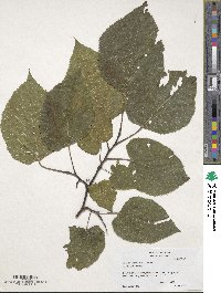 Tilia americana var. americana image