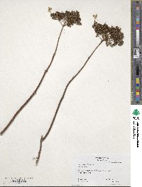 Hydrangea anomala image