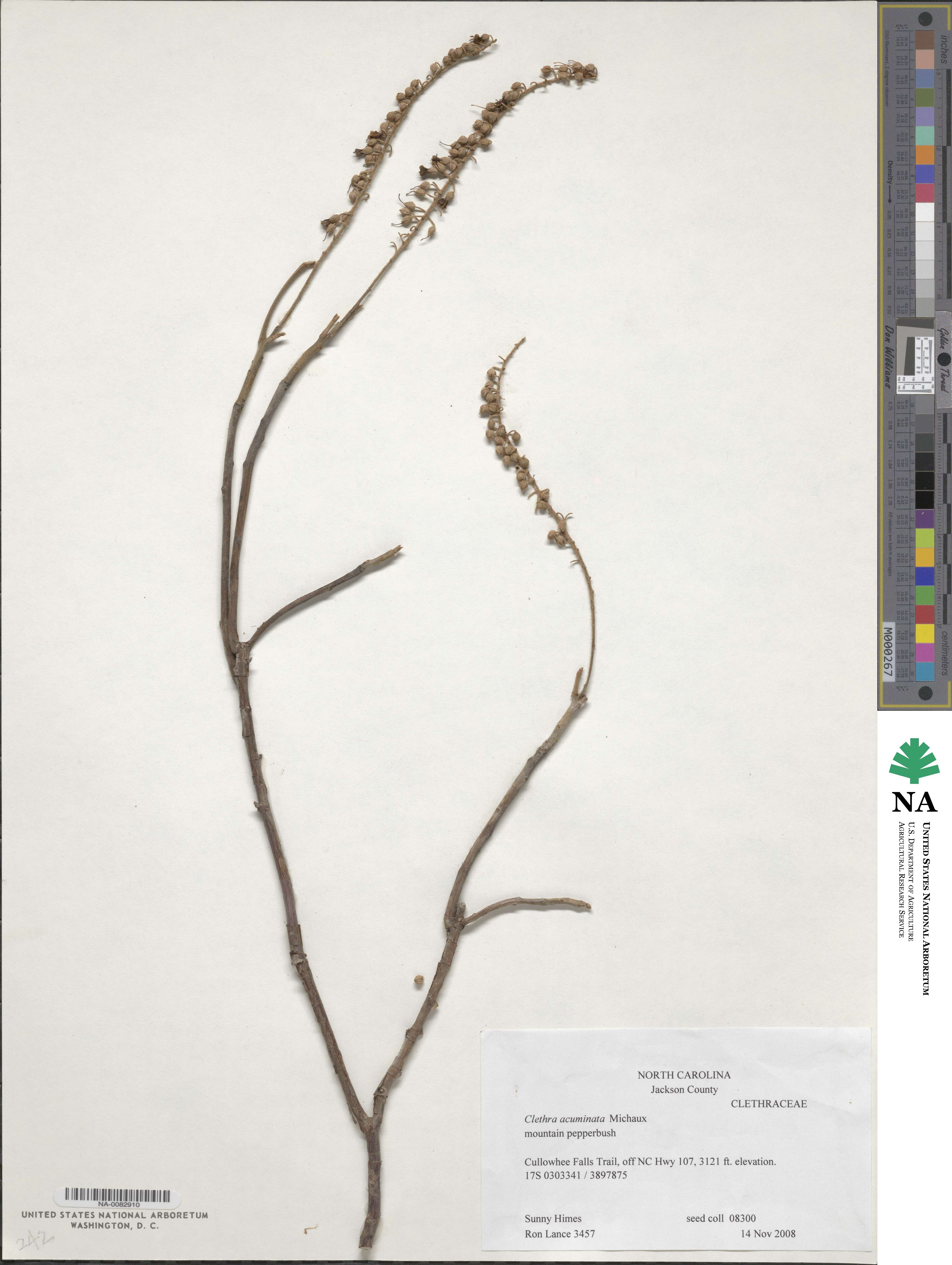 Clethra image