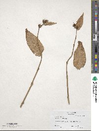 Diervilla sessilifolia image