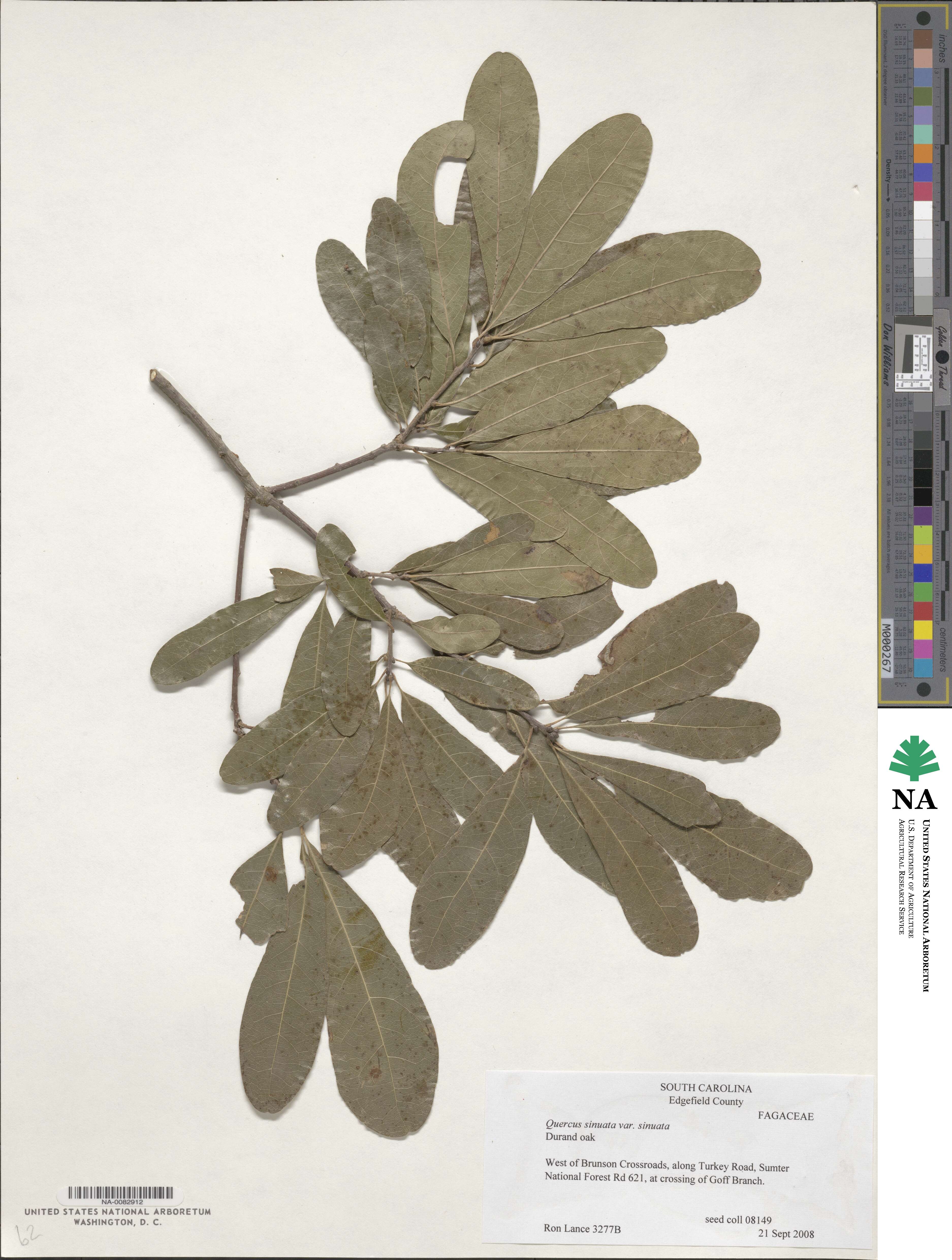 Quercus sinuata var. sinuata image