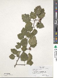 Crataegus intricata image