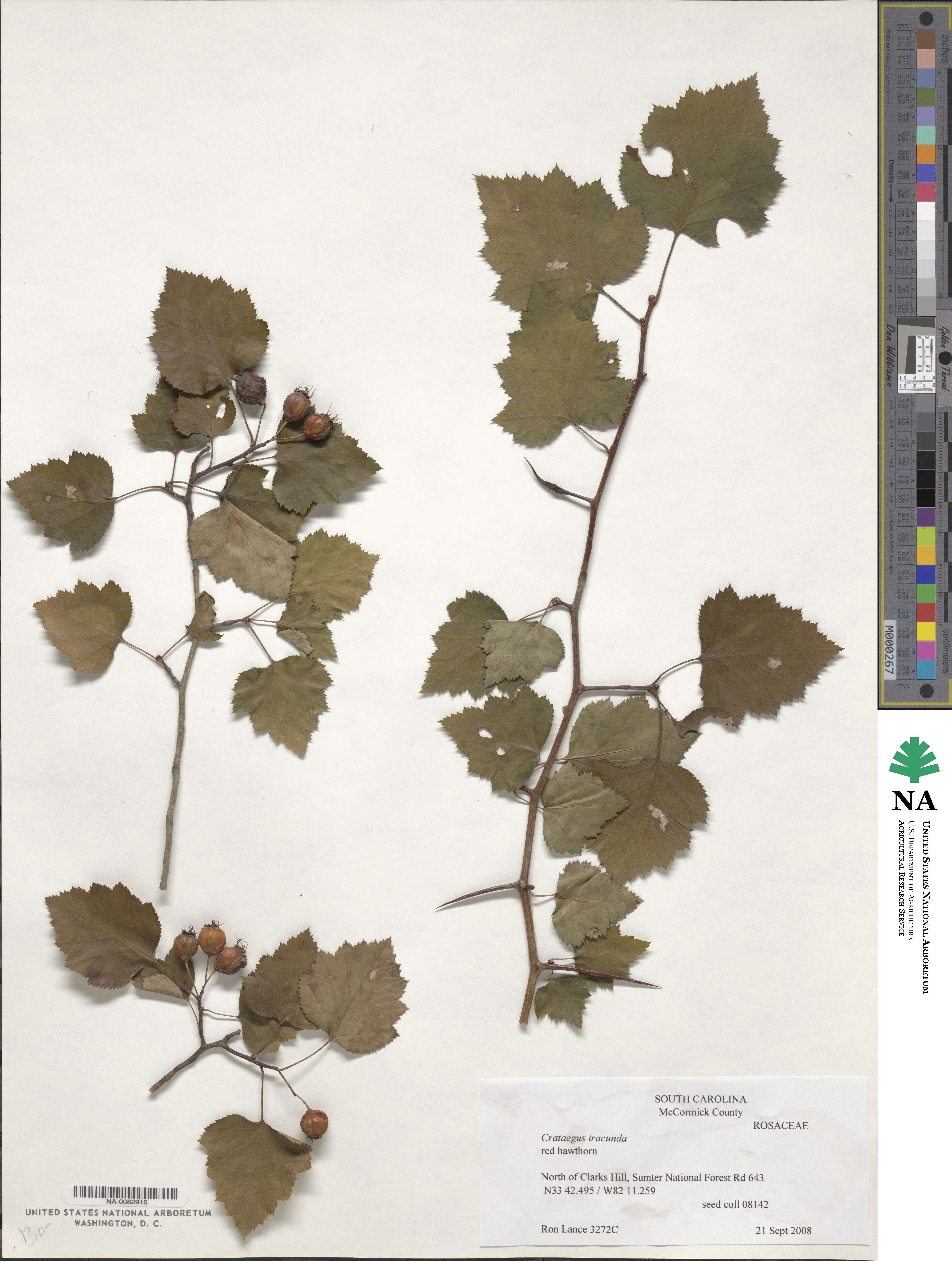 Crataegus iracunda image