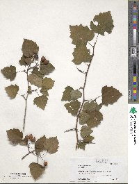 Crataegus iracunda image