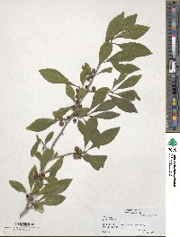 Ilex decidua image