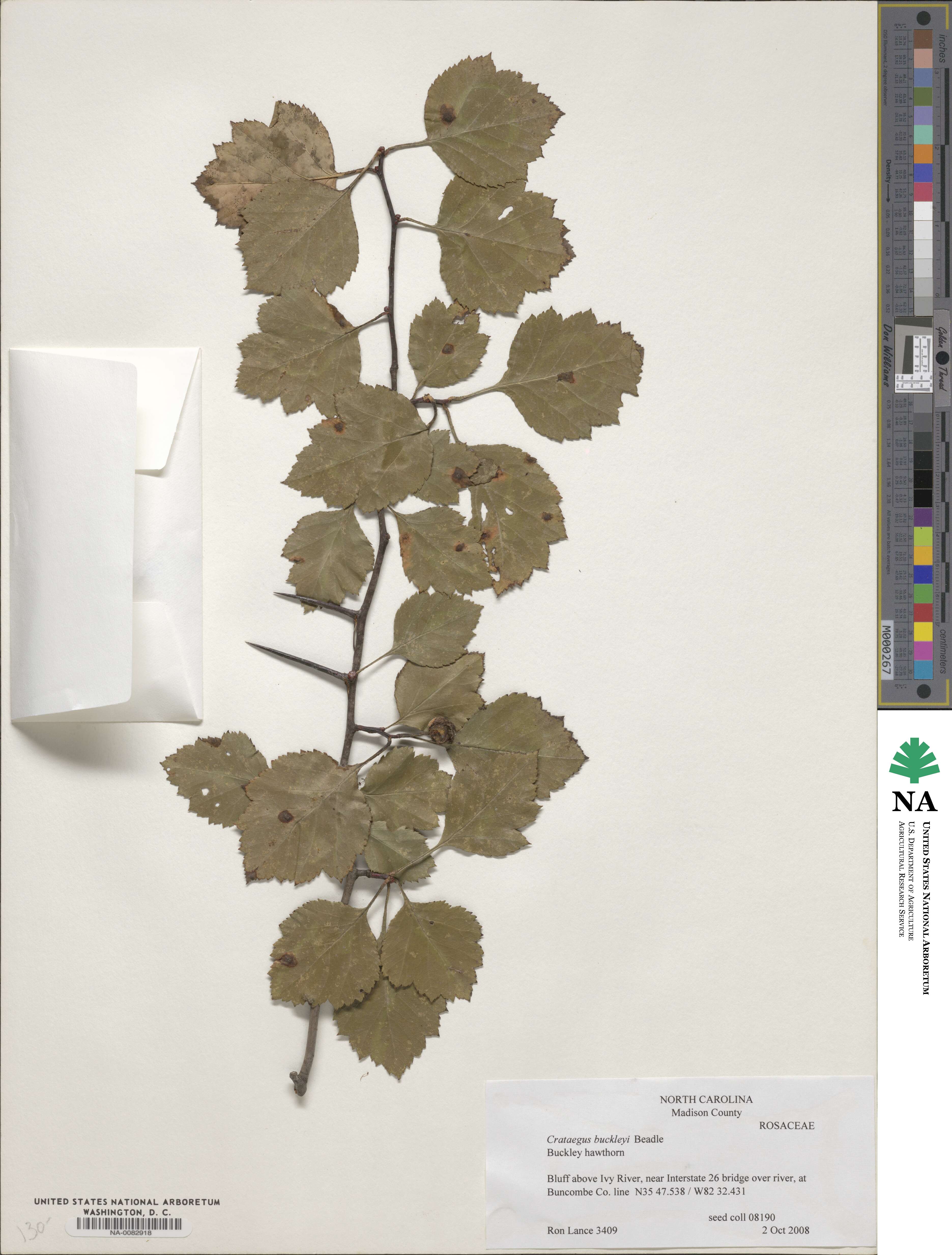 Crataegus intricata image