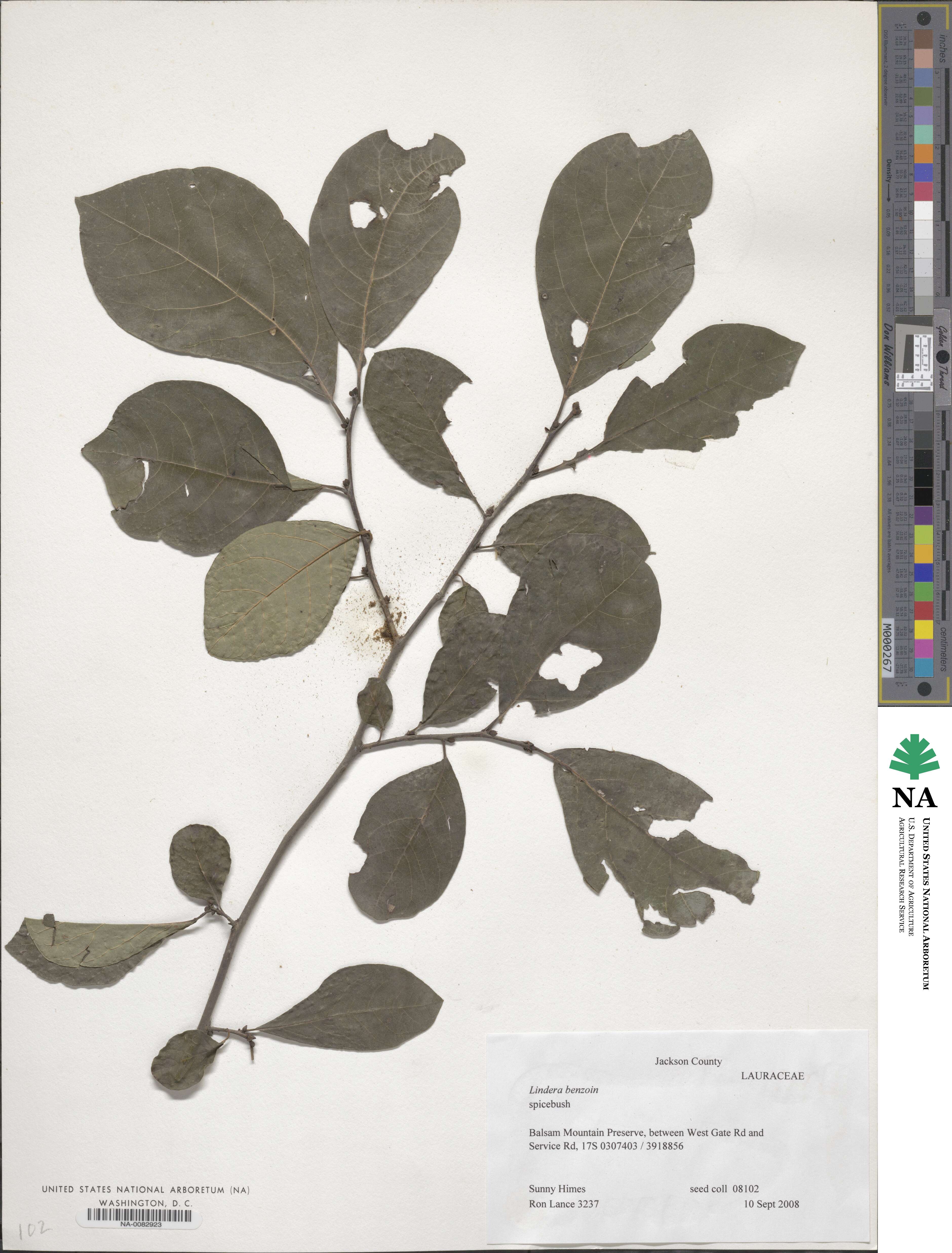 Lindera benzoin image