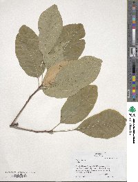 Cotinus obovatus image