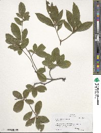 Rhododendron periclymenoides image