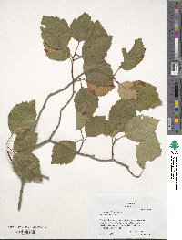 Crataegus triflora image