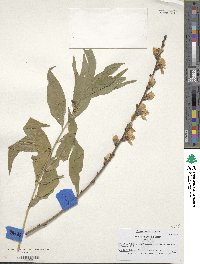 Prunus persica image