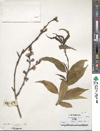 Prunus persica image