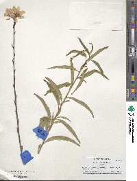 Prunus persica image