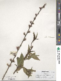 Prunus persica image