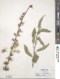 Prunus persica image