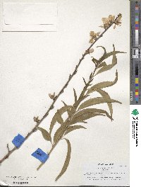 Prunus persica image