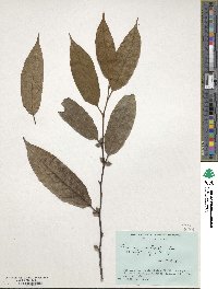 Ficus sarmentosa image