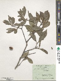 Euonymus carnosus image