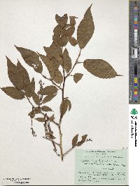 Lyonia ovalifolia var. elliptica image