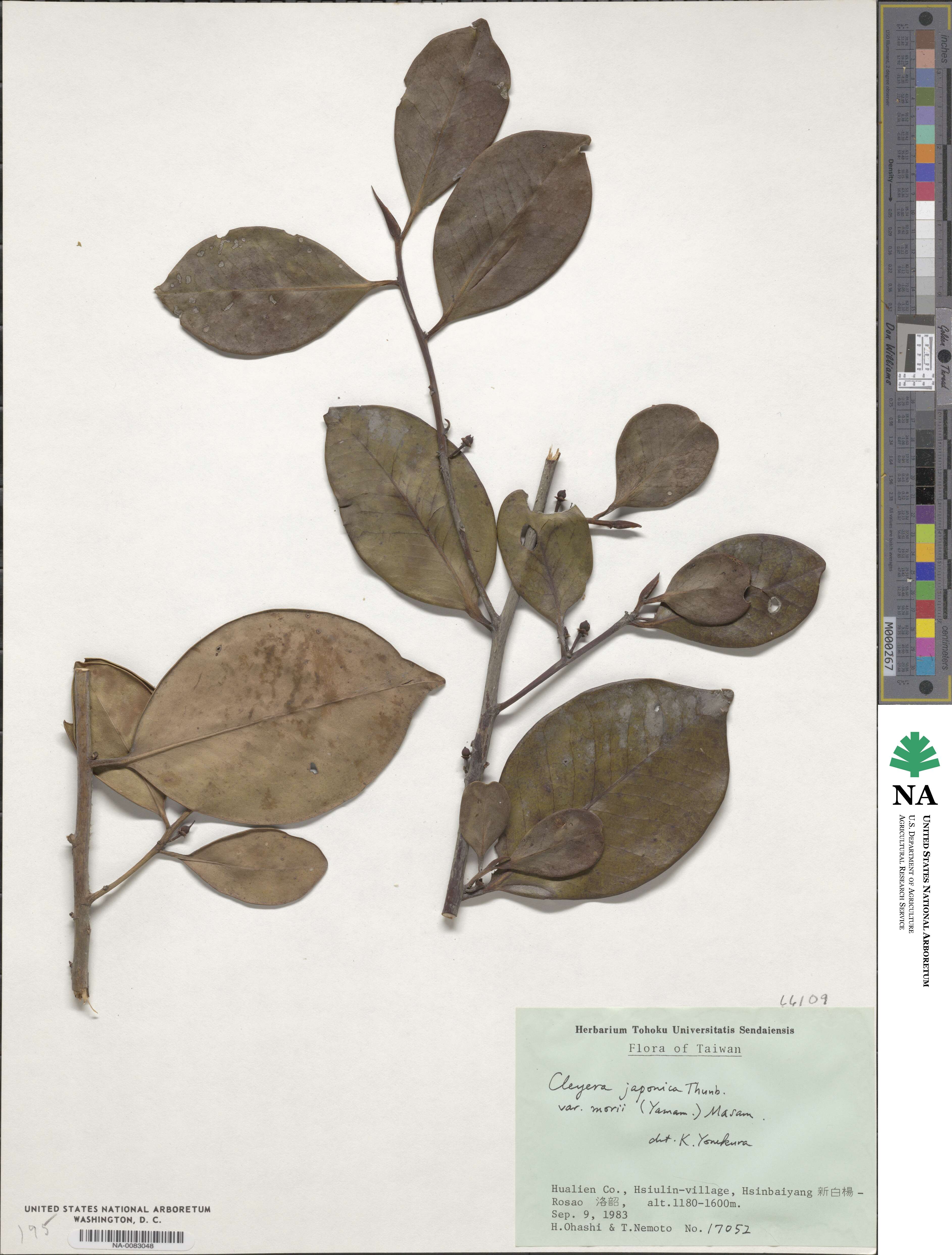 Cleyera japonica var. morii image