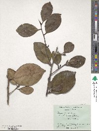 Cleyera japonica image