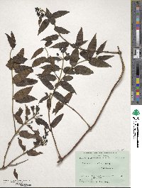 Lonicera acuminata image