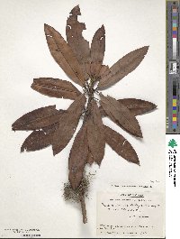 Rhododendron morii image