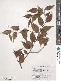 Gaultheria leucocarpa image