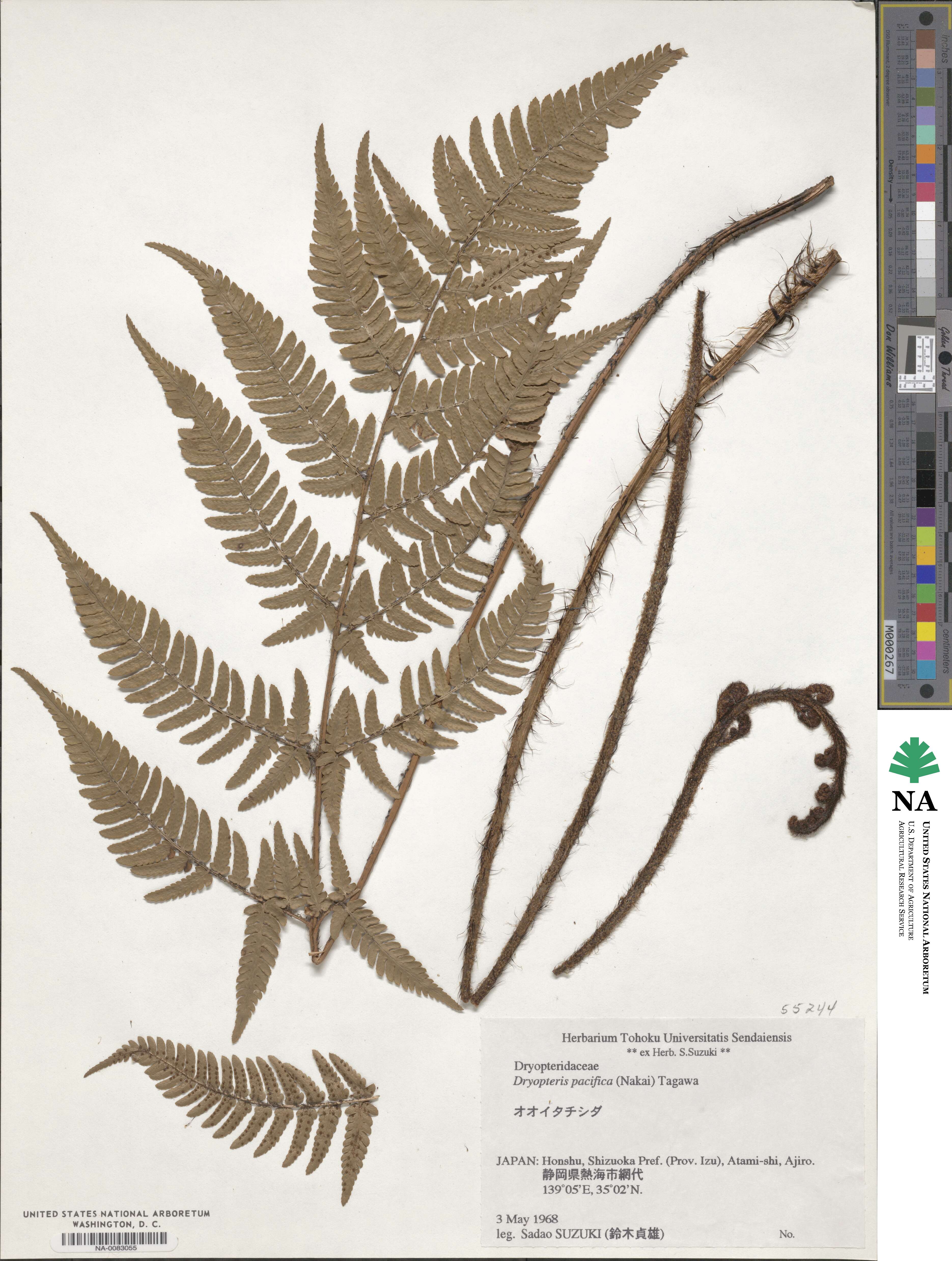 Dryopteris immixta image