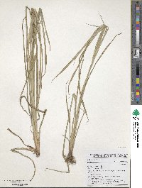 Cyperus esculentus image