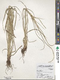 Cyperus esculentus image