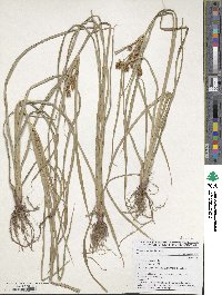 Cyperus esculentus image