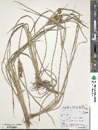 Cyperus esculentus image