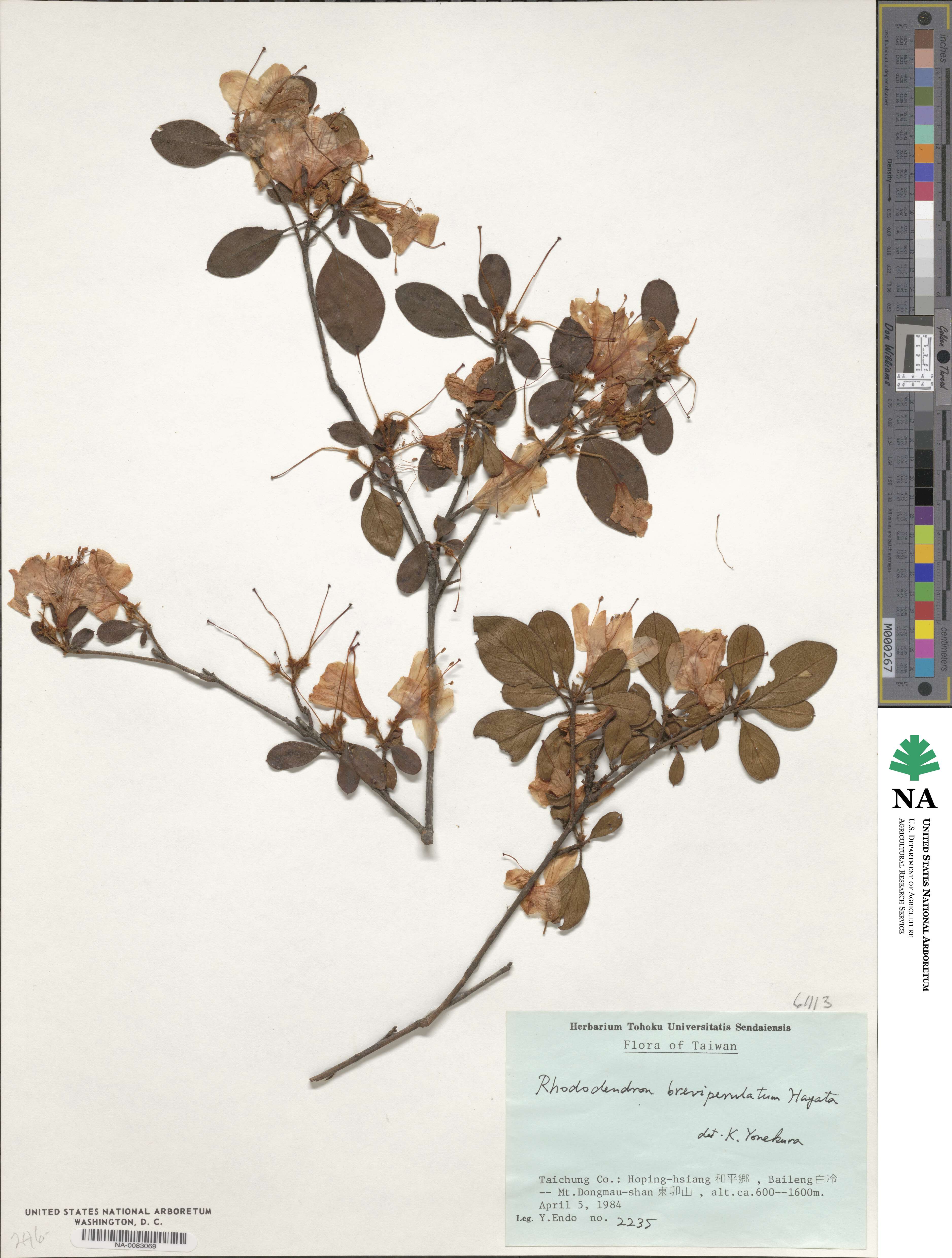 Rhododendron breviperulatum image