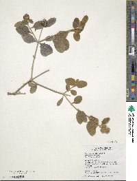 Buddleja marrubiifolia image