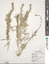 Krascheninnikovia ceratoides subsp. lanata image