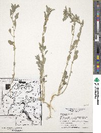 Atriplex semibaccata image