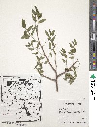 Celtis reticulata image