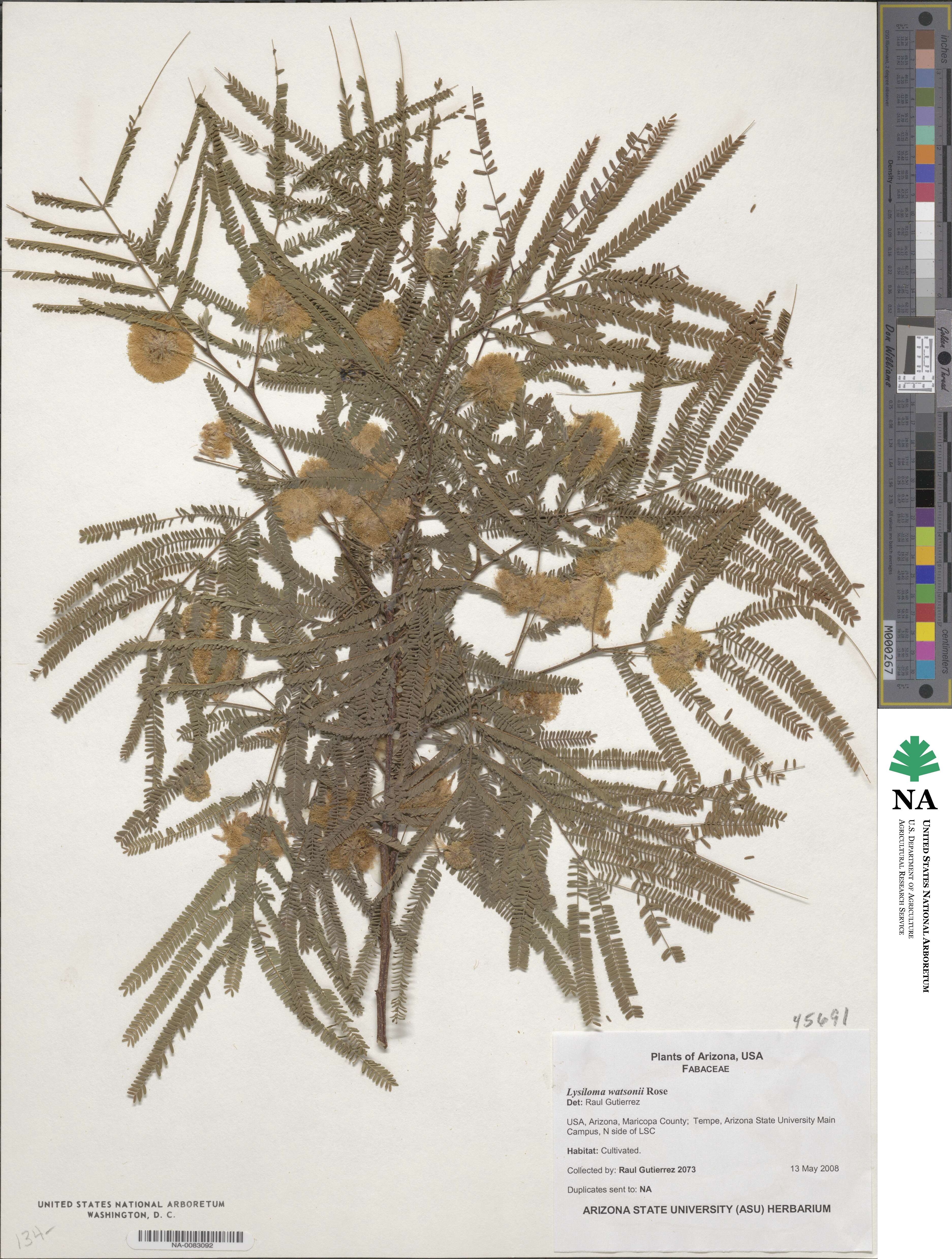 Lysiloma watsonii image