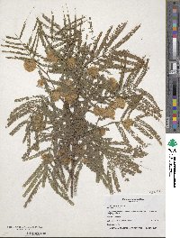 Image of Lysiloma watsonii