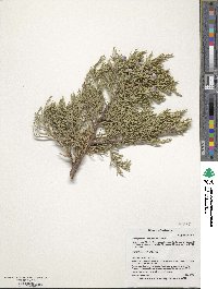 Image of Juniperus deppeana