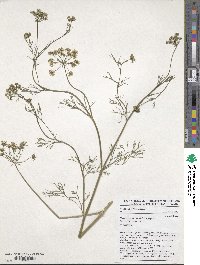 Trachyspermum ammi image